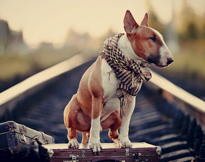 Перевозка доставка животных на поезде