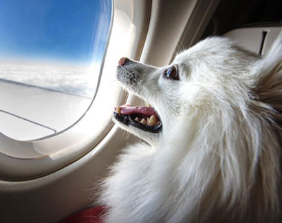 Перевозка животных на самолёте